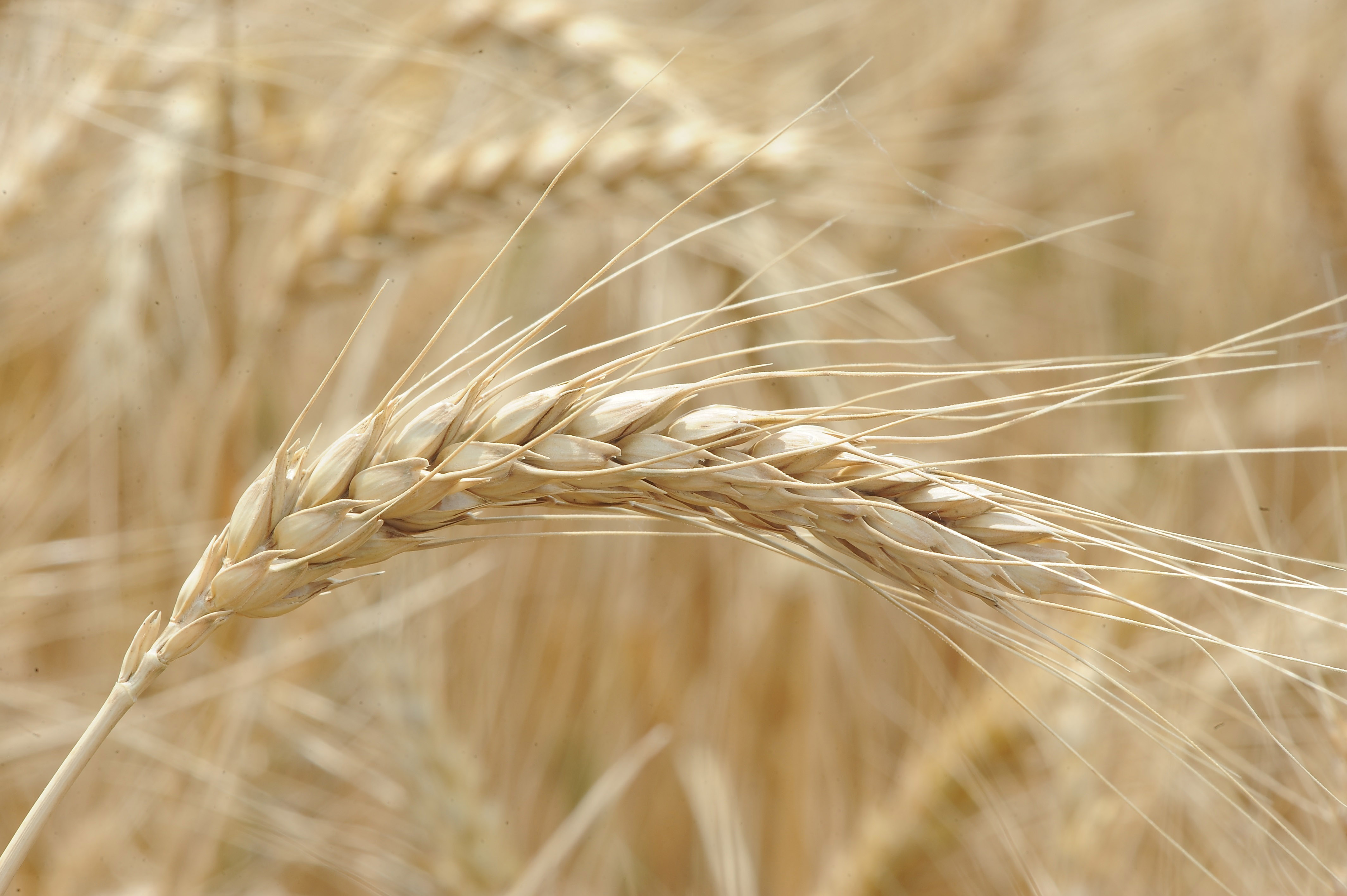 The Historic Magruder Wheat Plots to be Featured as the Centerpiece of OSU's Field Day May 19th