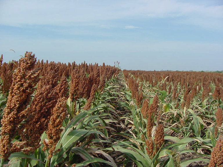 Keep Sugarcane Aphids In Mind When Budgeting For Sorghum Planting Costs This June
