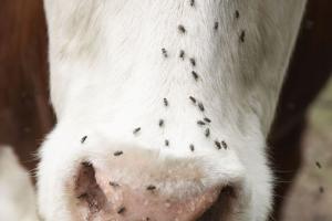 Vet Specialist AJ Tarpoff Offers Advice on How to Begin Making Decisions Regarding Fly Control