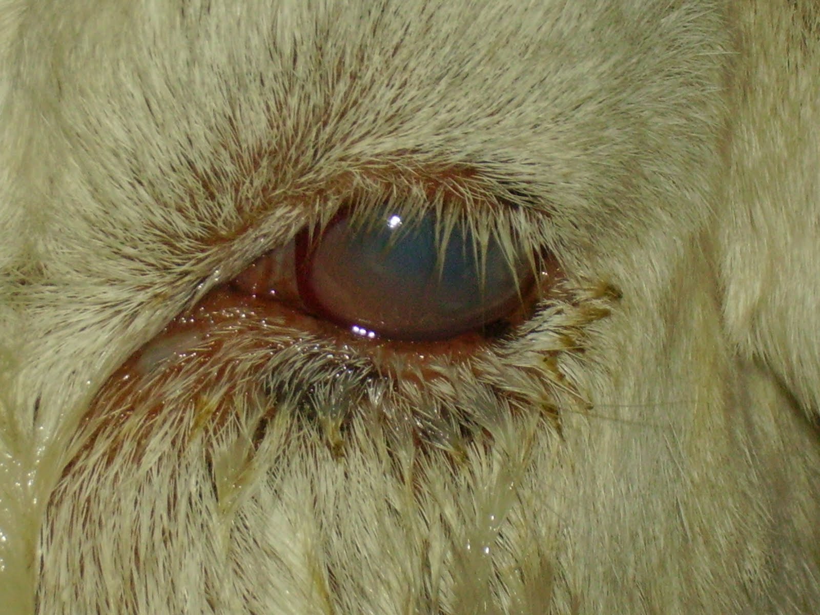 Study Suggests Pinkeye Incidents Can Be Reduced In Your Herd Through Careful Genetic Selection