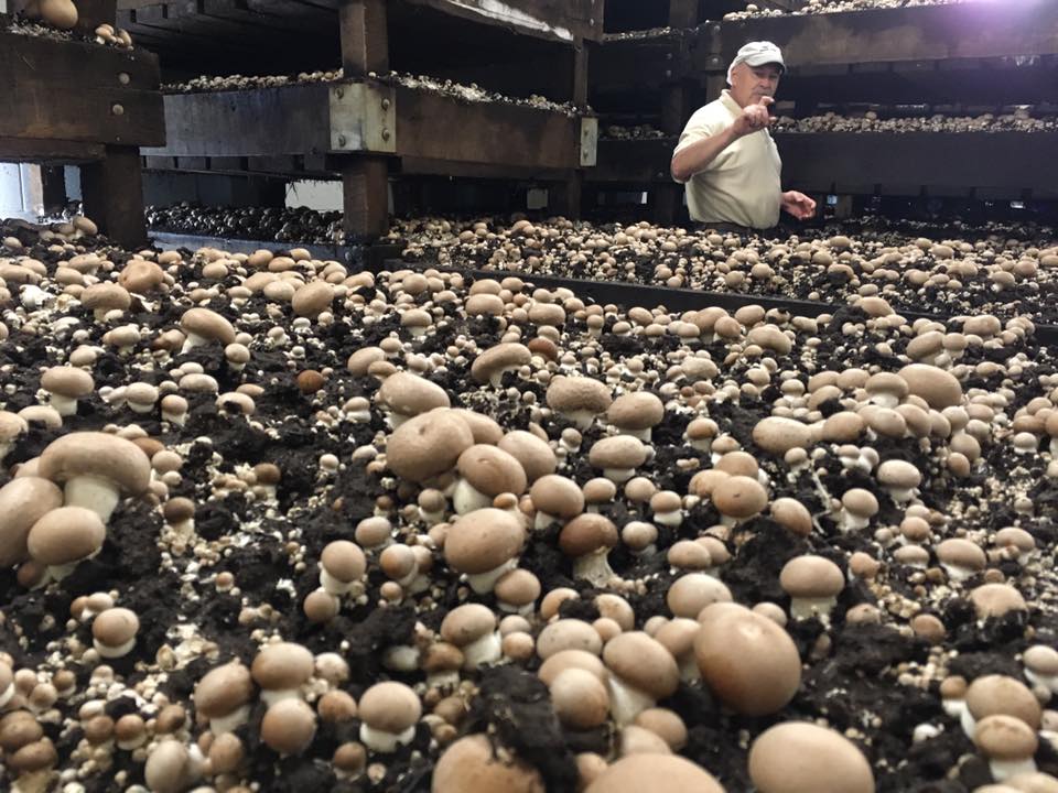 From Mushrooms to Blackberries- The Ag on Route 66 Summer Tour for Teachers Has Crossed the Finish Line