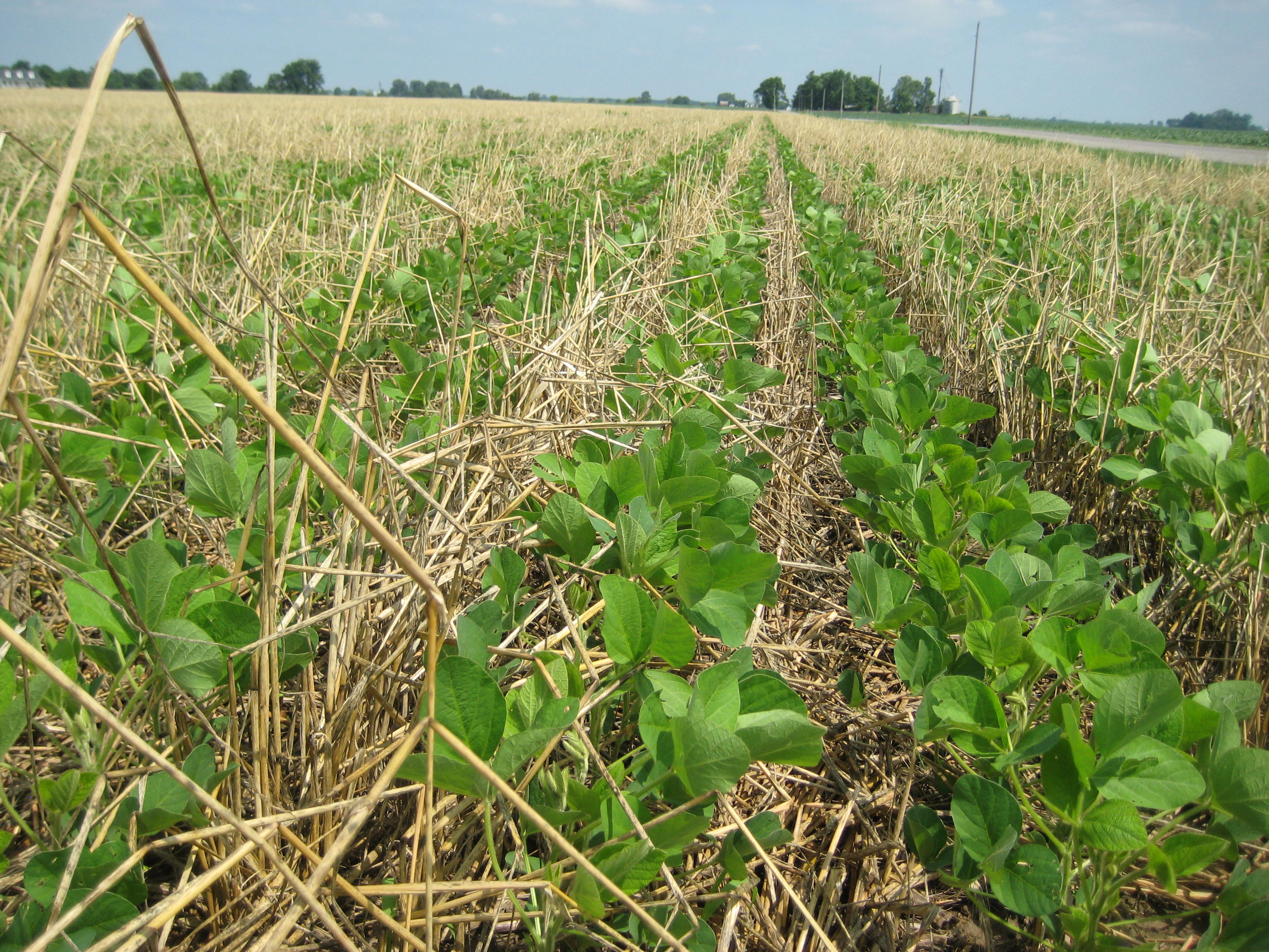 State Conservationist Quarterbacks Cover Crop Pilot to Keep Farmers Compliant with NRCS Programs