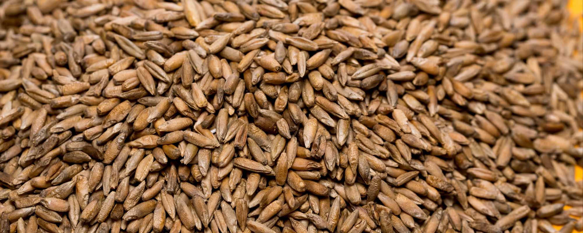 Knowing the Components of Quality Seed can Help Producers Chances of Growing Successful Crops