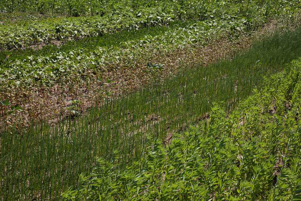 Cover Crops Prove a Useful Tool in Production Agriculture Adding NonCash Value to Farm Operations