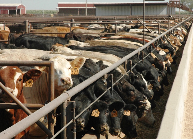 Numbers in USDA Cattle on Feed Report Well Anticipated - Derrell Peel Offers A 'Big Picture' Analysis