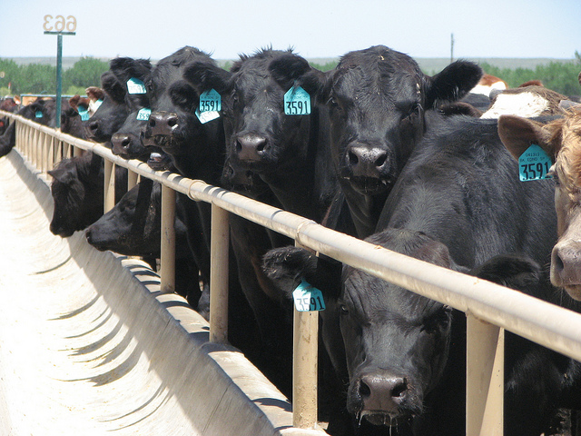 Dr. Derrell Peel Considers Impact of Extreme Weather on Feeder Inventory in Latest On Feed Analysis