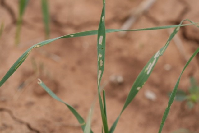 Fall Armyworms Leave Behind Devastating Crop Damage for Many Oklahoma Farmers to Deal With