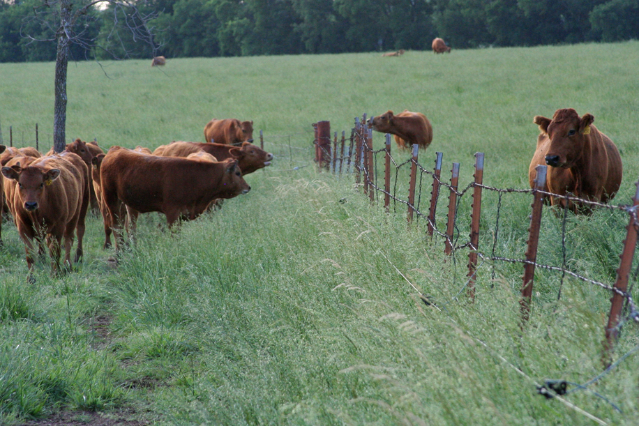Fenceline Weaning Can Lower the Stress Level of Your Calves and Promote Increased Weight Gain