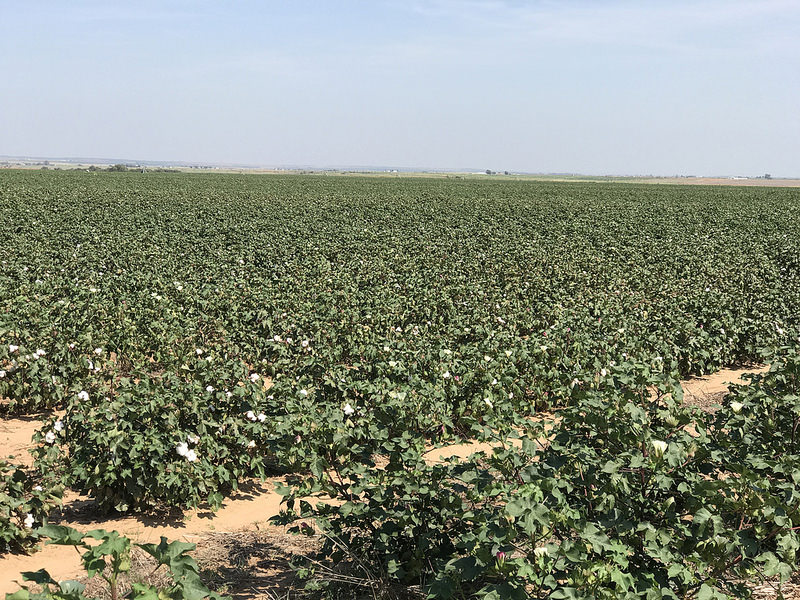 Oklahoma Poised to Produce the Biggest Cotton Crop Since the 1930s- Ron Hays Talks Cotton With Randy Boman