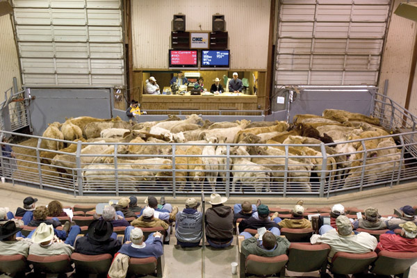 Jim Robb Advises Producers Not to be Overly Enthusiastic, Despite the Markets Strong Performance