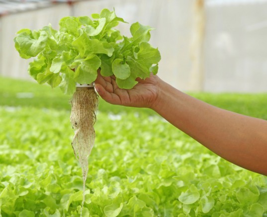 Register Now for Upcoming Free Aquaponic Farming Workshop Coming this October to Vian, Okla.