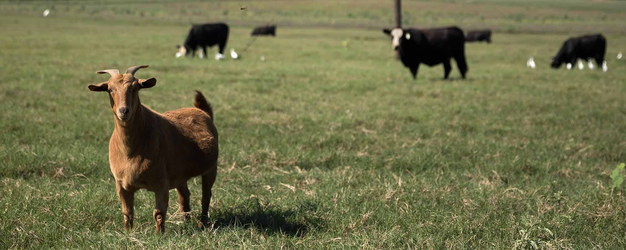 Noble Research Institute Outlines the Things to Consider Before Implementing Multispecies Grazing
