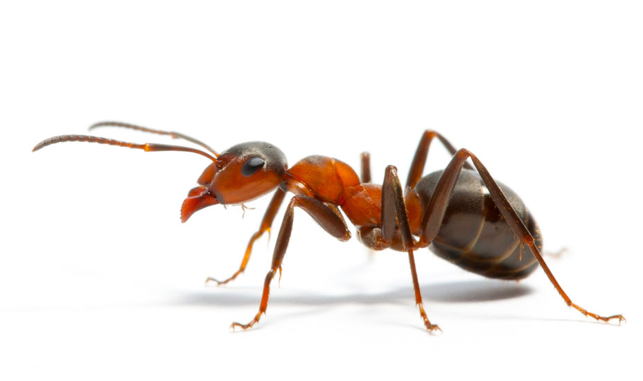 Threats Posed by Imported Fire Ants Explained at Upcoming Information Meeting Hosted by ODAFF