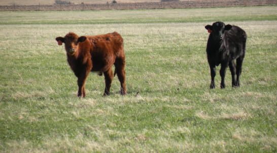 OSU's Glenn Selk Says Wheat Pasture Will Again be a Key Energy Source for Cow Herds this Winter