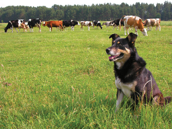 Farm Dogs and Horses May Qualify for Certain Tax Deductions, Categorized as an Operational Cost