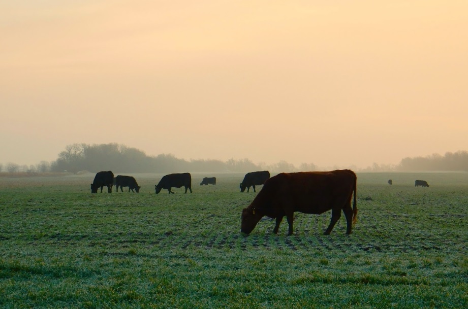 Ahead of First Frost, Producers Should Review the Dangers of Pasture Poisoning for Grazing Cattle