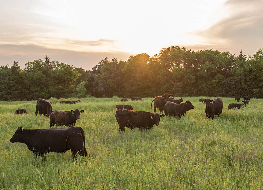 Noble Research Institute Supports the Implementation of Proposed State Oklahoma Beef Checkoff