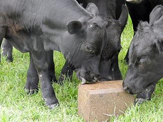 Supplementing Herd's Fall Grazing with Sweetlix Mineral Blocks Can Add Up to 10% More Daily Gain
