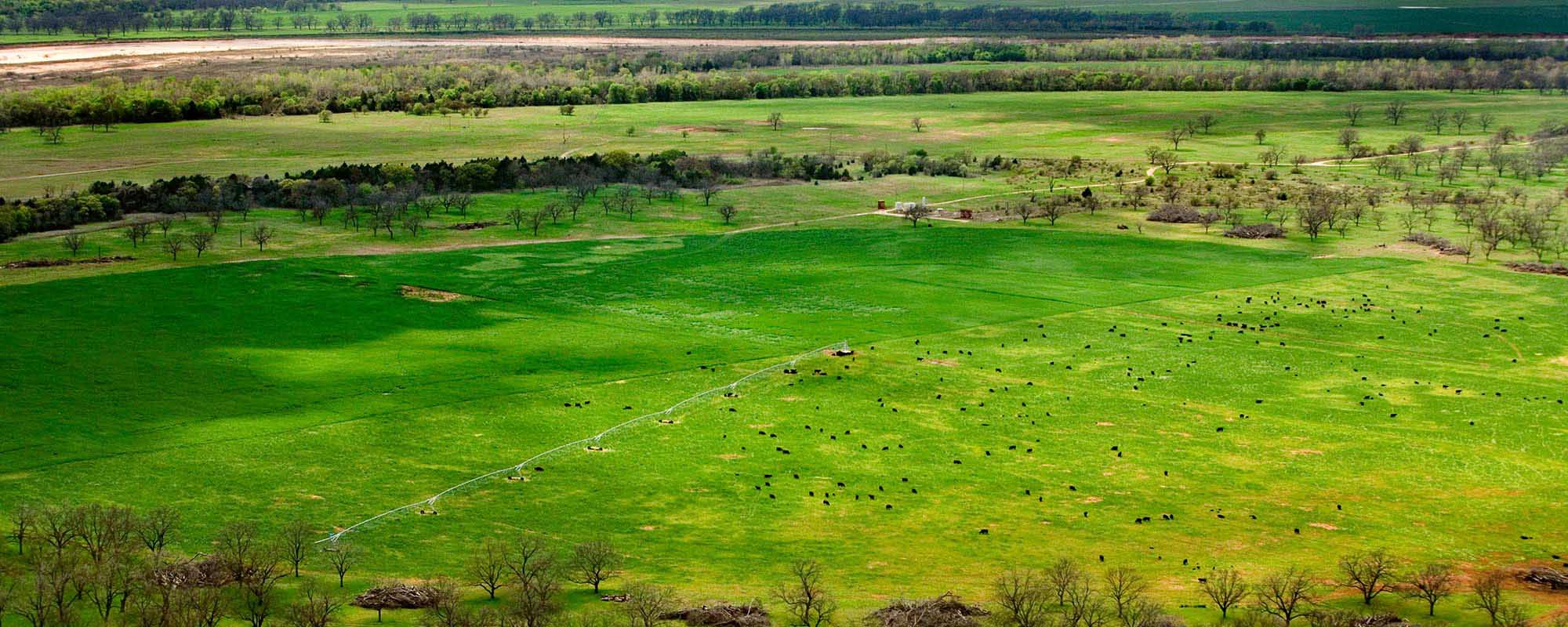 Purchasing Grazing Land for Cattle? Here's What to Look for Before Signing on the Dotted Line