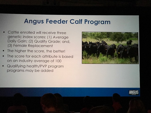 American Angus Association Unveils Plan to Establish an Angus Feeder Calf Program- Jumpstarting Effort by Buying Verified Beef