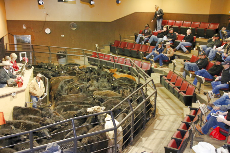 Steer Calves $1 to $2 Higher- Yearlings Weaker at the Monday Oklahoma National Stockyards Sale