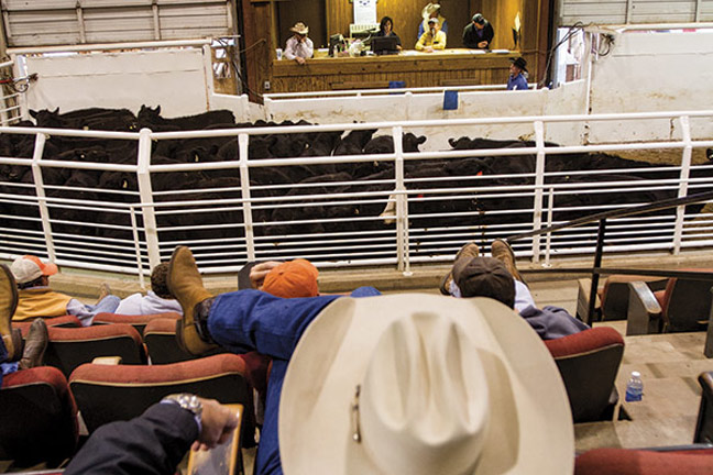 Derrell Peel Says Cattlemen Thankful for Cattle Market Prices this Fall Ahead of Thanksgiving Season