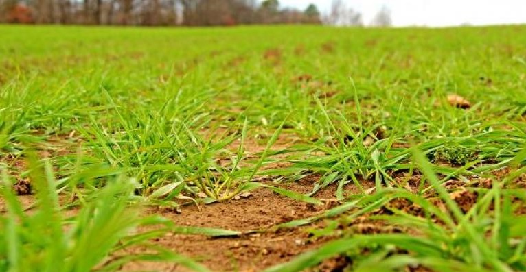 Winter Wheat Near Full Emergence as Condition Ratings Climb in Latest USDA Crop Progress Report