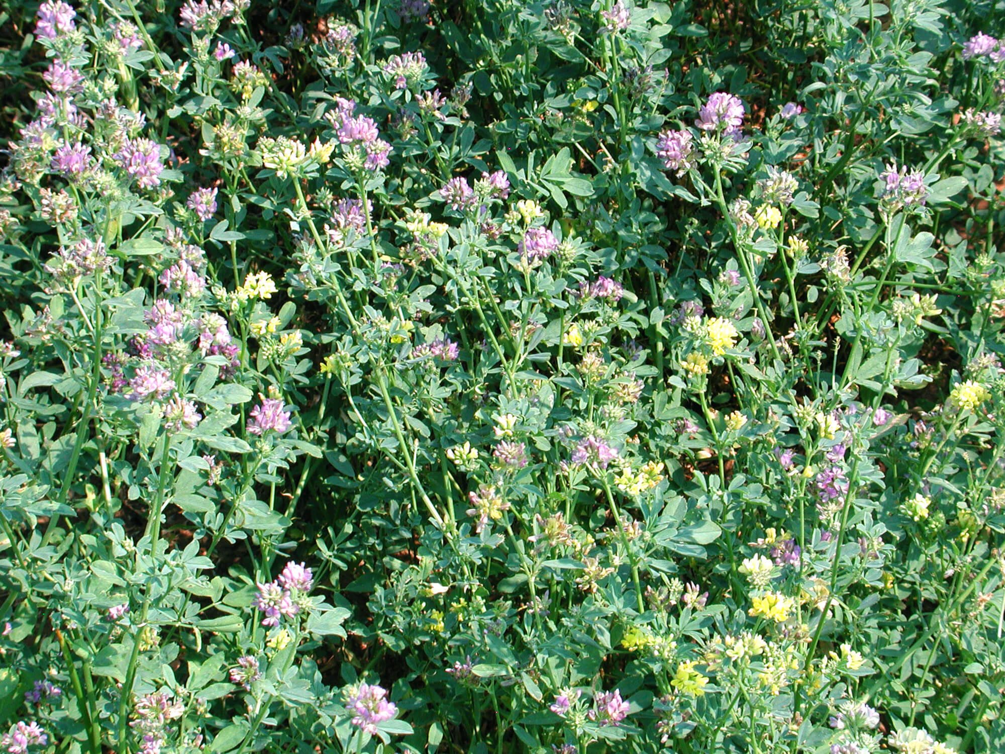 Noble Scientists Create New Alfalfa Breeder's Toolbox to Enhance the 