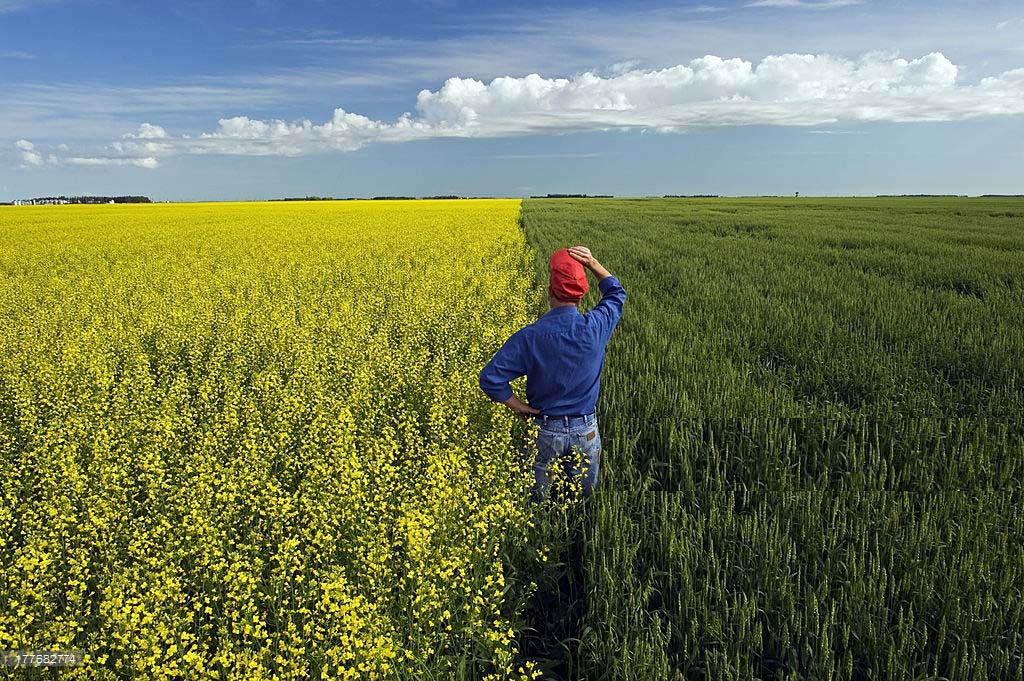 The Battle Between Wheat and Canola - Rabobank's Outlook for Grain and Oilseeds in Canada