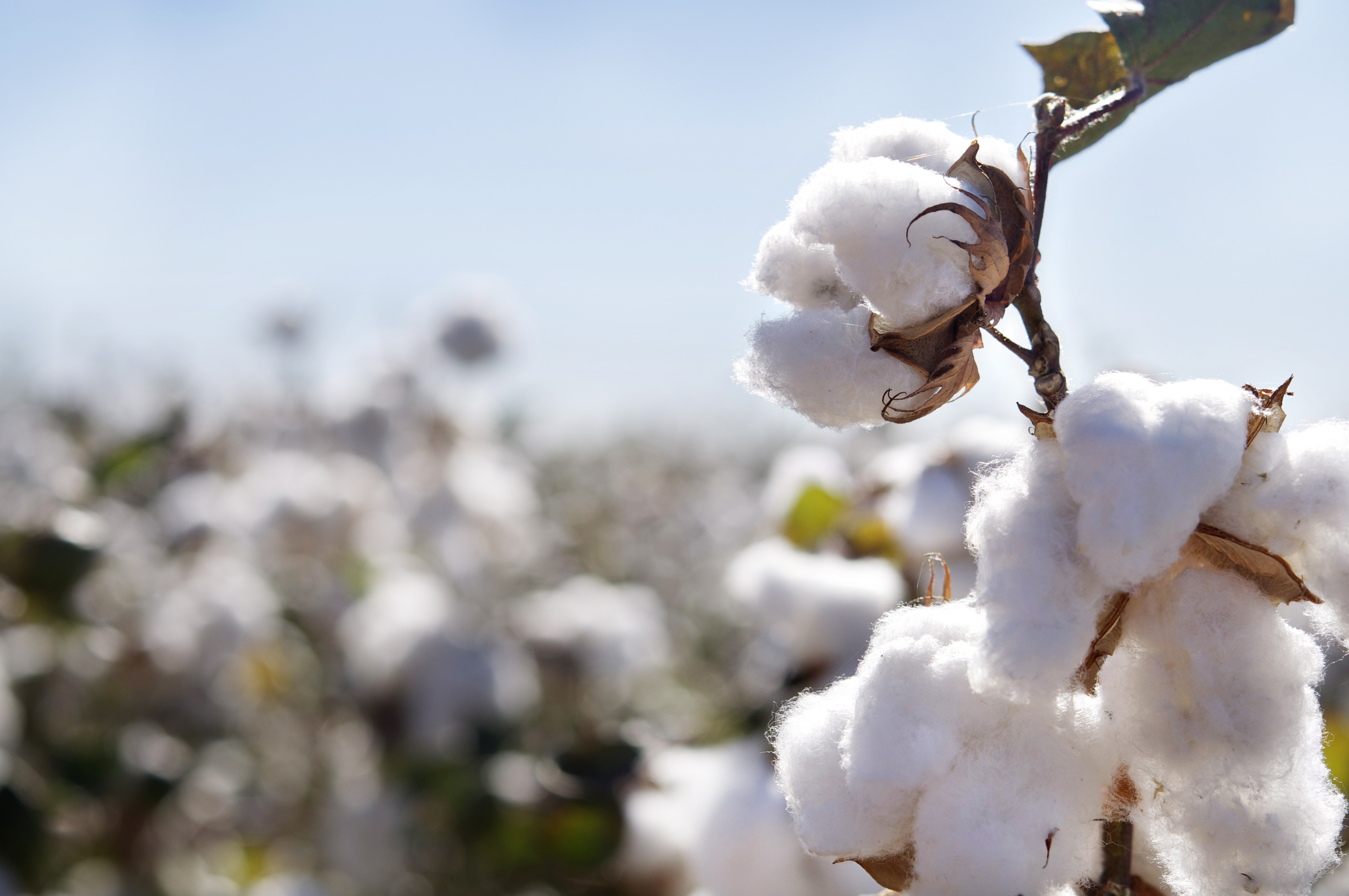 Cotton Acreage Survey Suggests Oklahoma, Texas, Kansas Growers to Lead Another Record Crop