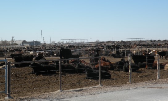Winter Weather Bogs Down Feedlot Activity- Derrell Peel Analyzes Impact on Markets and Producers