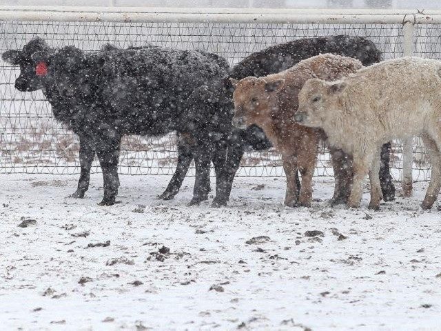 Derrell Peel Tackles the Arctic Freeze in Cattle Country and the Government Thaw in Washington