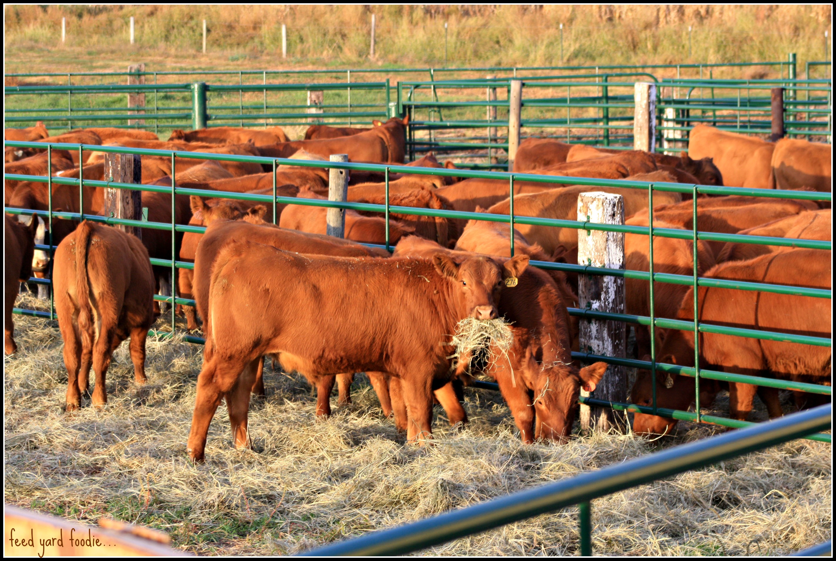 Emerging Segment in Beef Pipeline Gains Importance- Don Close Explains Grow Yards