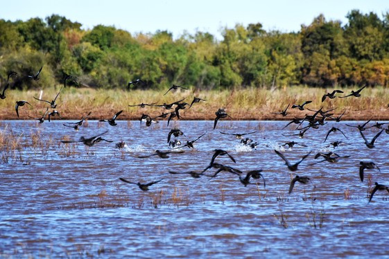Conservation Districts, Ducks Unlimited Partner to Enhance Wildlife Habitat on Privately Owned Land