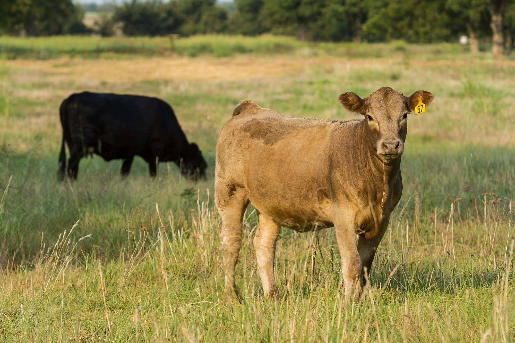Latest Post-Shutdown Information Out from USDA Projects Record Beef Production Ahead in 2019
