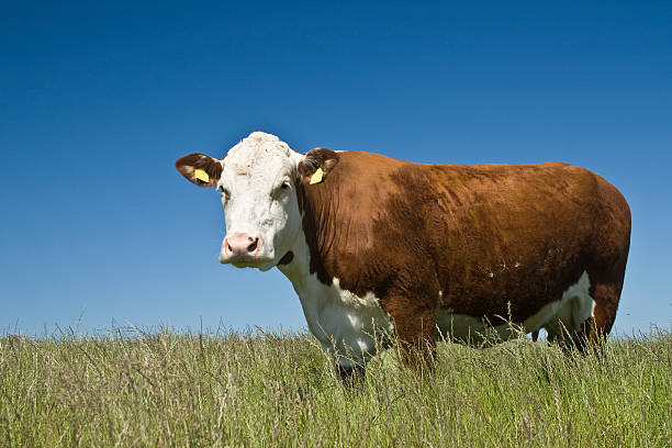 The American Hereford Assoc Just Had Its Best Year Ever, AHA's Jack Ward Shares the Good News