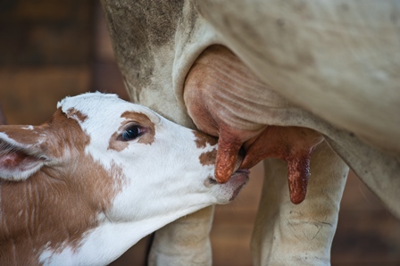 OSU's Glenn Selk Looks at Methods of Increasing Calves Immune Status to Fend Off Risk of Disease