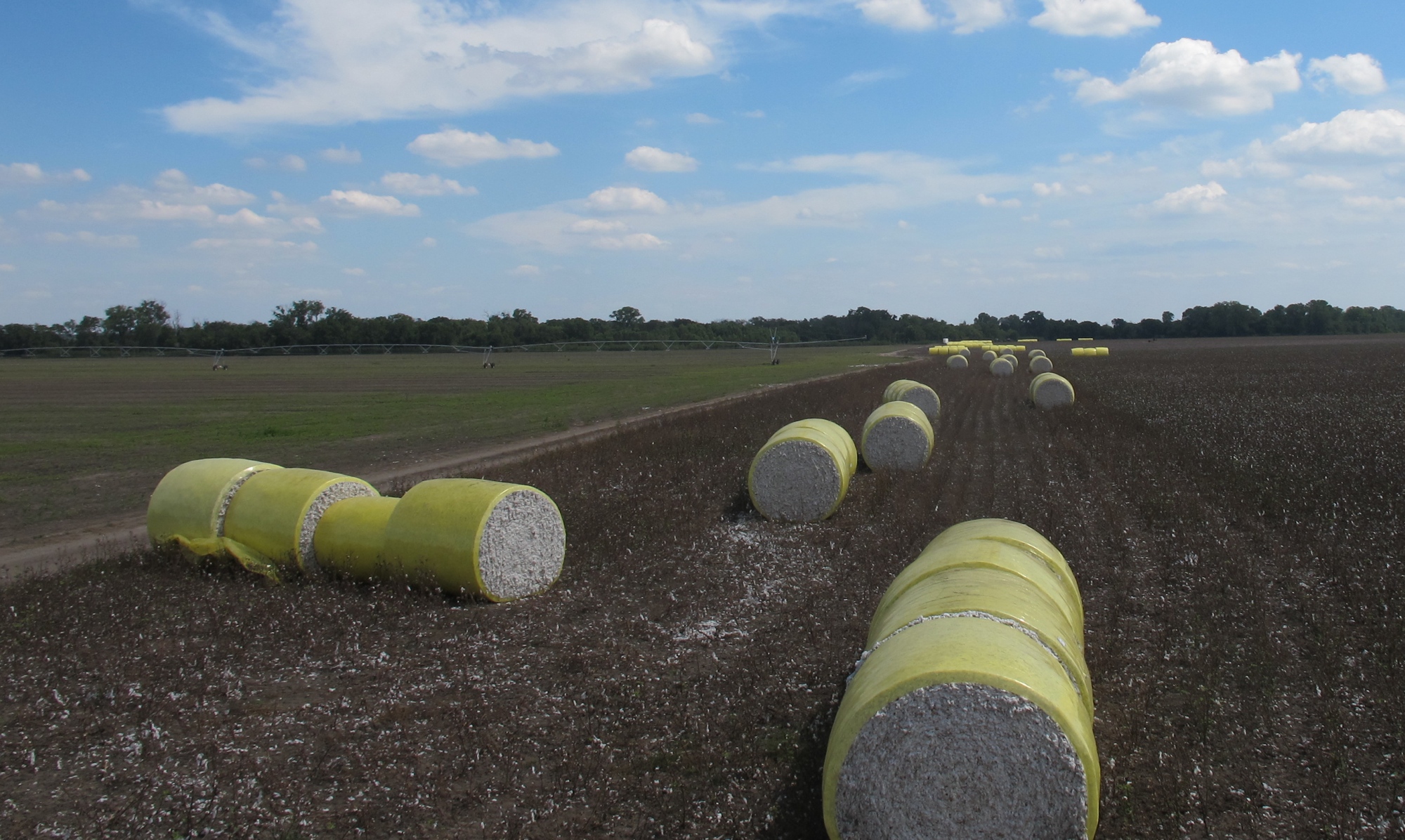 National Cotton Council Predicts Oklahoma Farmers to Plant 788,000 Cotton Acres in 2019- Up One Percent from 2018