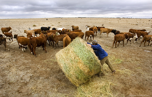 Hungry Herds Continue to Chew Through Southern Plains' Thin Forage Supplies and Feed Rations
