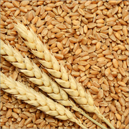 Oklahoma Grain Elevator Cash Bids as of 2:00 pm Friday February 15, 2019