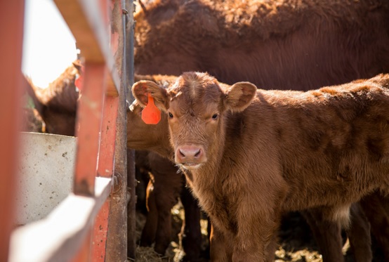 BI's Dr. Doug Ensley Encourages Producers Take Proactive, Not Reactive Position on Herd Health