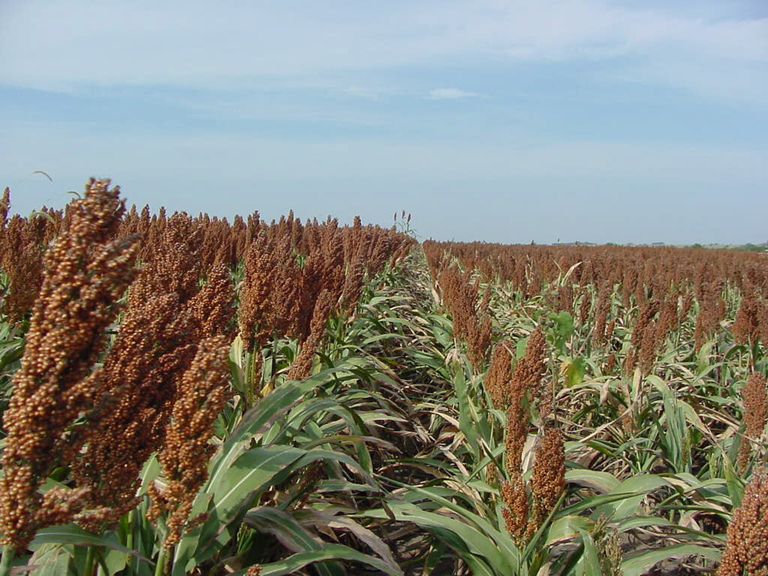 Oklahoma Grain Elevator Cash Bids As Of 2:00 pm Friday February 22, 2019