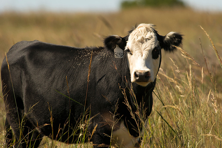 The Skinny on Cow Weight Maintenance and Forage Intake, Courtesy of OSU Animal Scientists