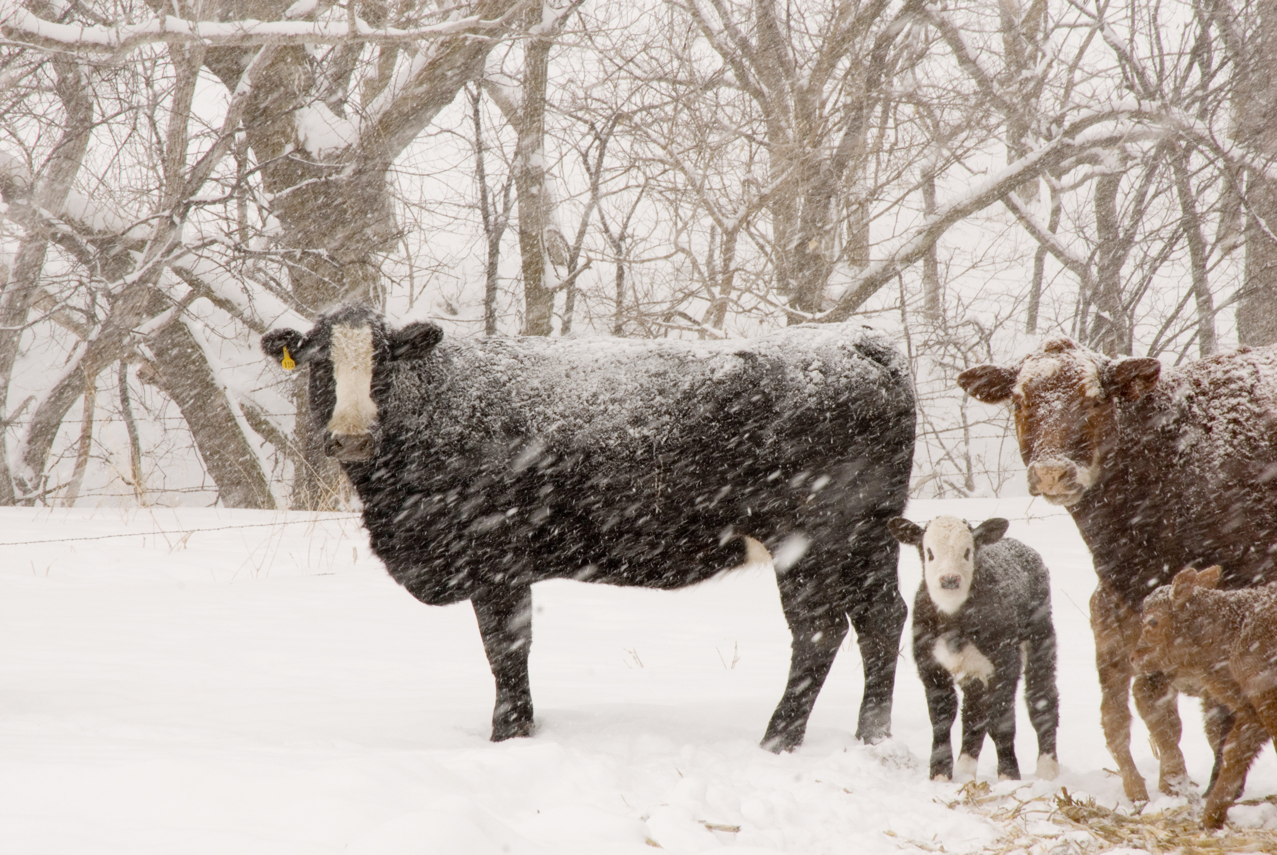 Re-warming Methods For Severely Cold-Stressed Newborn Calves