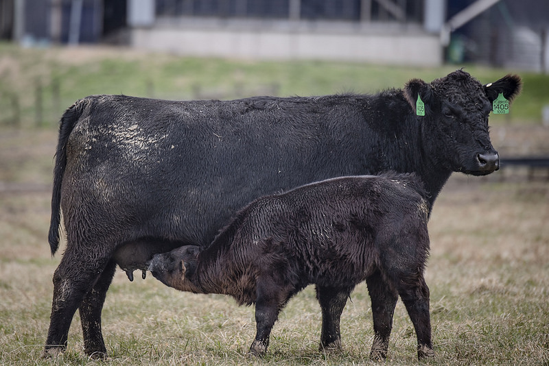 Cattle Inventory Report Shows One Percent Increase in US Beef Cow Herd- Texas, Oklahoma and Missouri are Top Three Beef Cow States