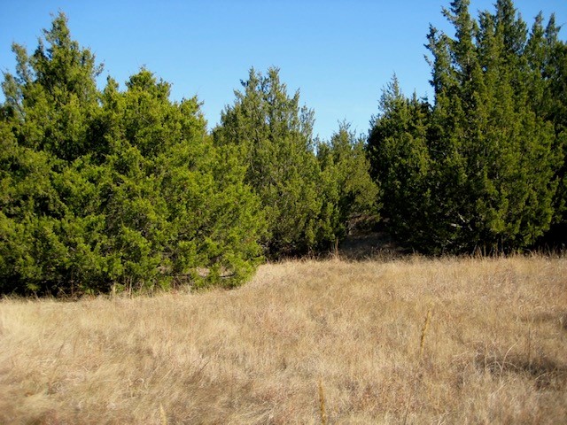 Oklahomans at Greater Risk of Losing Considerable Water Resources with Expansion of Redcedars