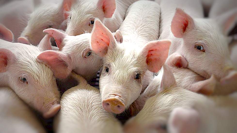 Hog Producers Remain on High Alert Since PED Virus Discovered at Oklahoma State Fairgrounds