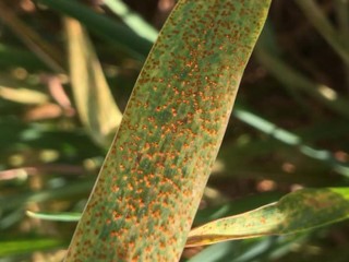 Foliar Disease Pressure Remains Light Across State According to OSU Plant Pathologist Bob Hunger