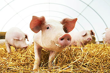 USDA Strengthens Partnerships and Protections to Keep African Swine Fever Out of the Country
