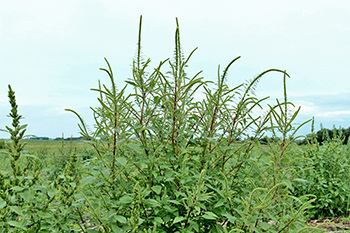 Researcher Reports Superweed Palmer Amaranth Showing Resistance to 2,4-D
